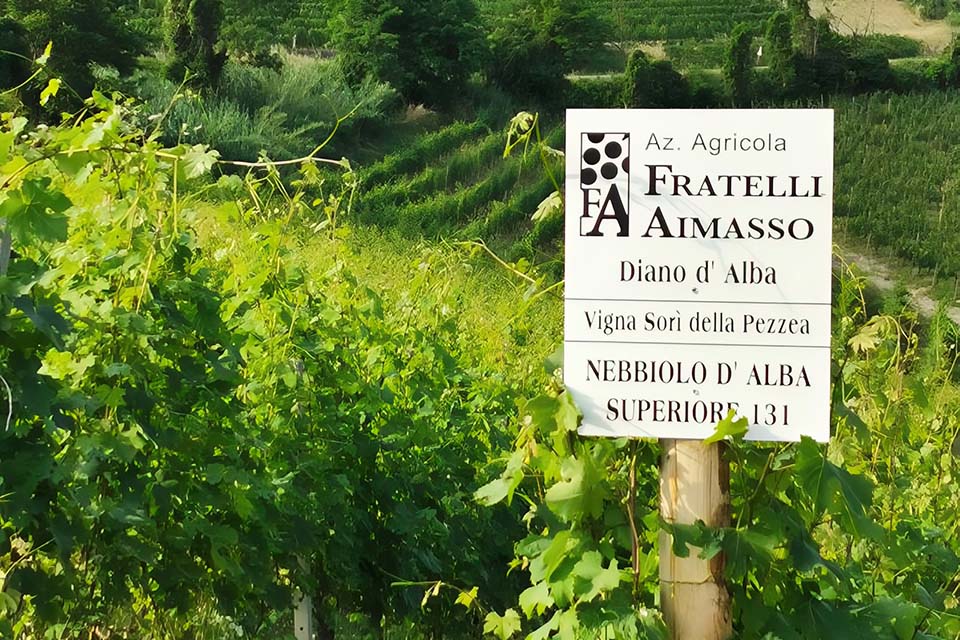 vigneti cantina fratelli aimasso