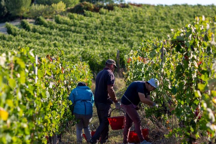 vendemmia cantina cascina giovinale