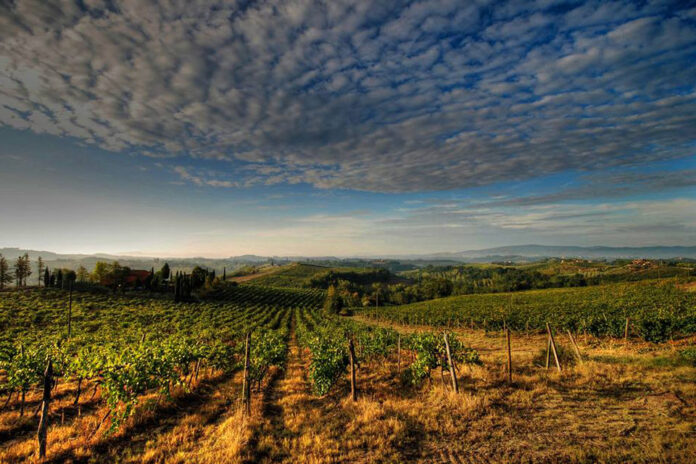 vigneti cantina agricola matteoli