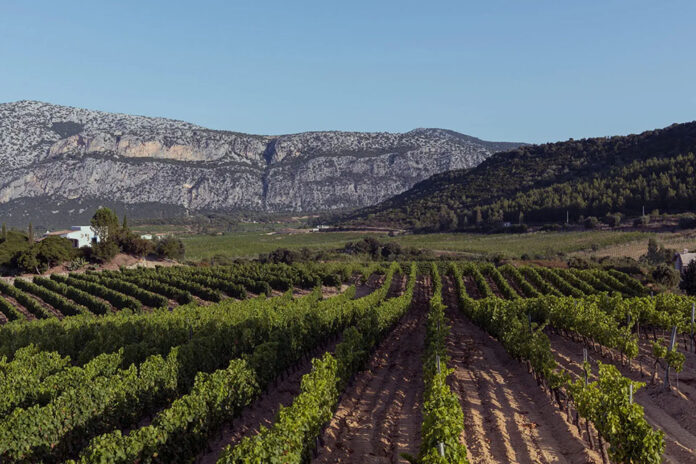 vigneti cantina poderi atha ruja