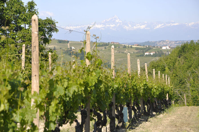 vigneto cantina cascina comina