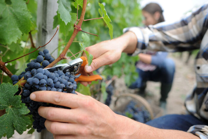 Consorzio Vini Vesuvio