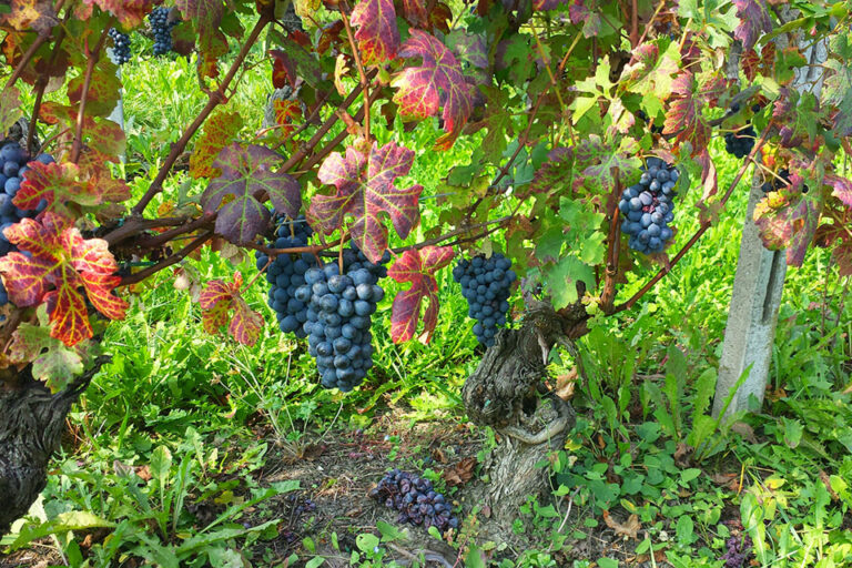 vigna nizza monferrato