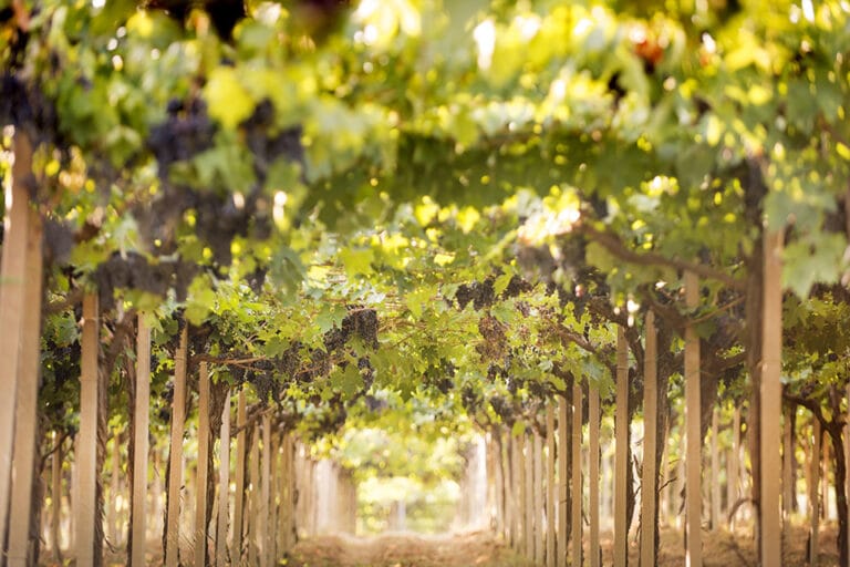 I vini d'Abruzzo