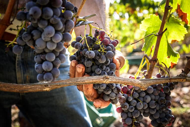 Cannonau di Sardegna Antonella Corda