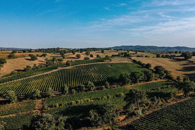 Vigneti Maremma Toscana Morellino di Scansano