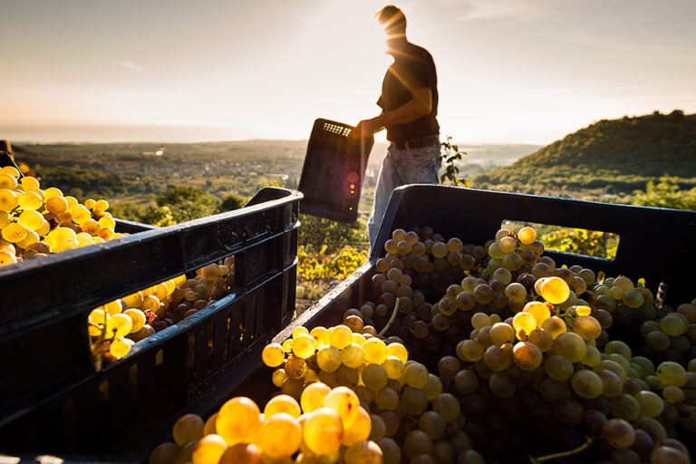 Vendemmia 2024 Assovini Sicilia