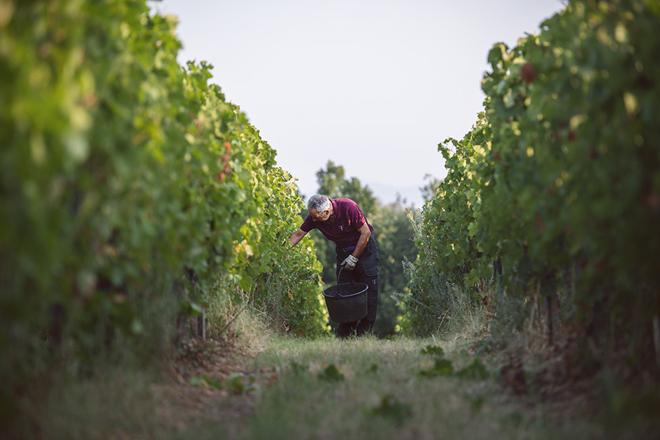 Vendemmia Tenuta Campo al Mare