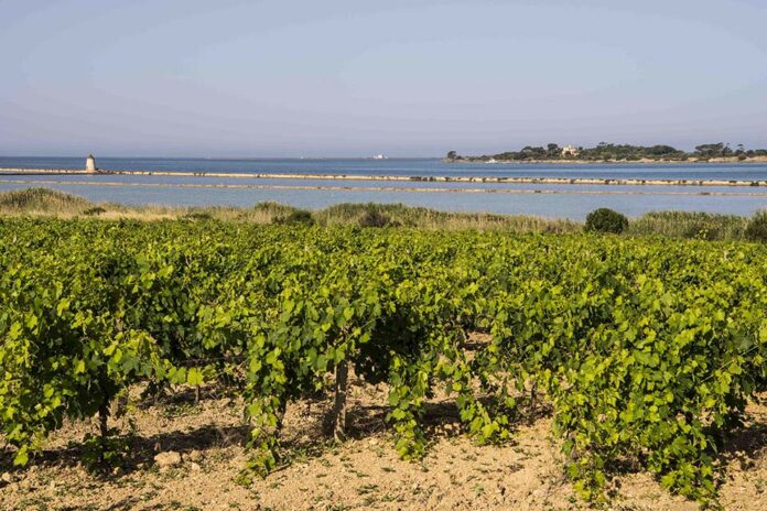 la sicilia del vino governa il cambiamento climatico