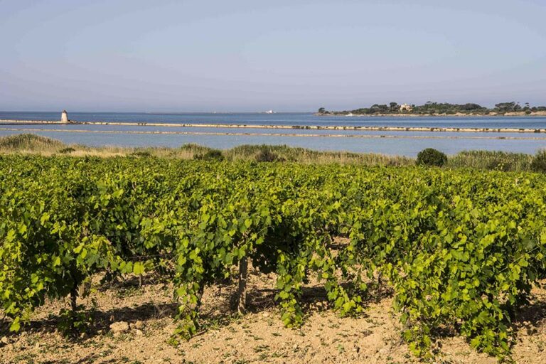 la sicilia del vino governa il cambiamento climatico