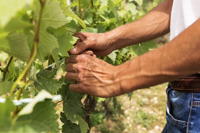 vendemmia