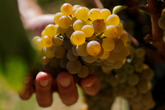 Vendemmia 2024 a San Gimignano: buona qualità e le rese tornano nella media