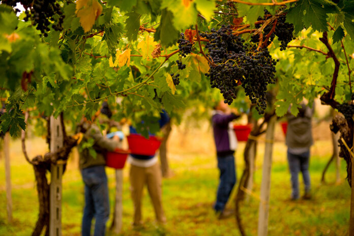 Vendemmia in Abruzzo