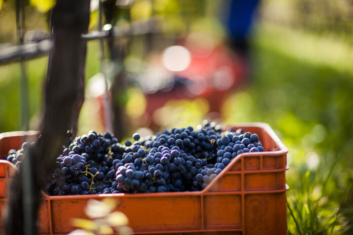 Vendemmia in Alto Adige