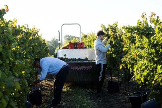 Vendemmia: L’annata singolare di Cantina di Venosa