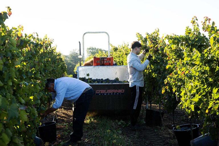 Vendemmia presso la Cantina di Venosa