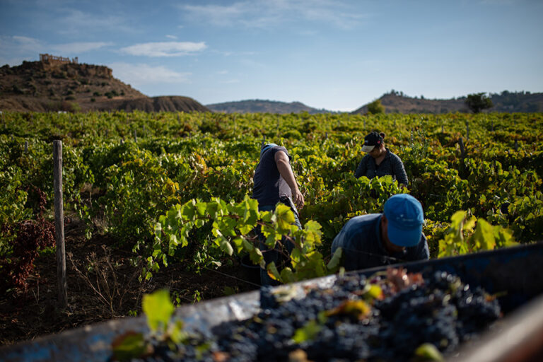 Chiude la vendemmia siciliana 2024: uve sane e vini di qualità